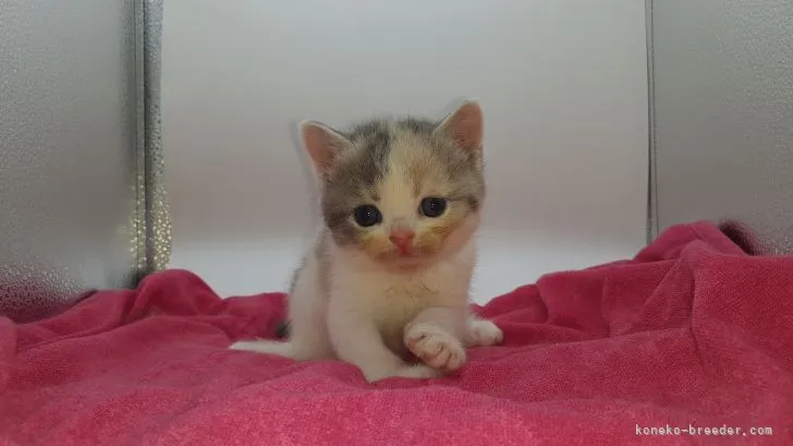 くうちゃん 様のお迎えした子猫