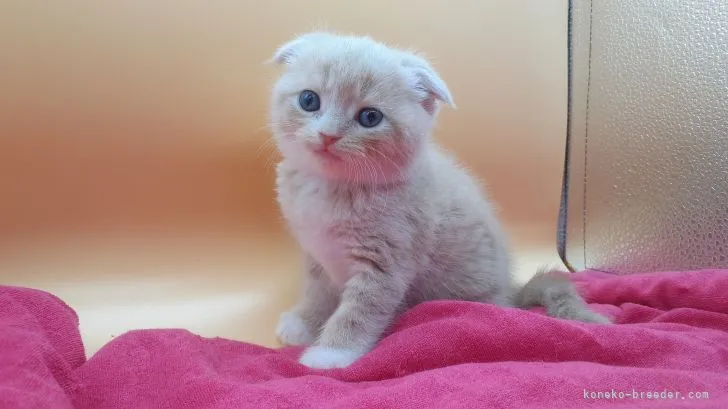 N.Y 様のお迎えした子猫