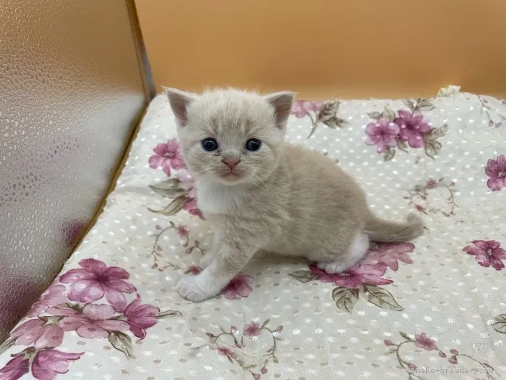 R.T 様のお迎えした子猫