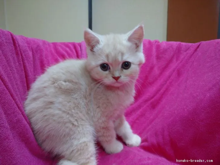 ID:2005-00073の子猫