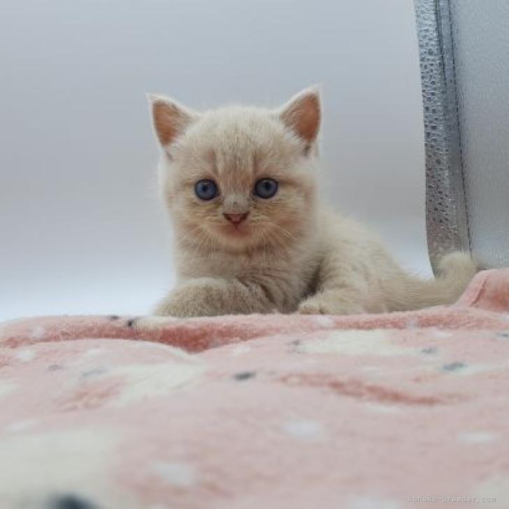 みづき 様のお迎えした子猫