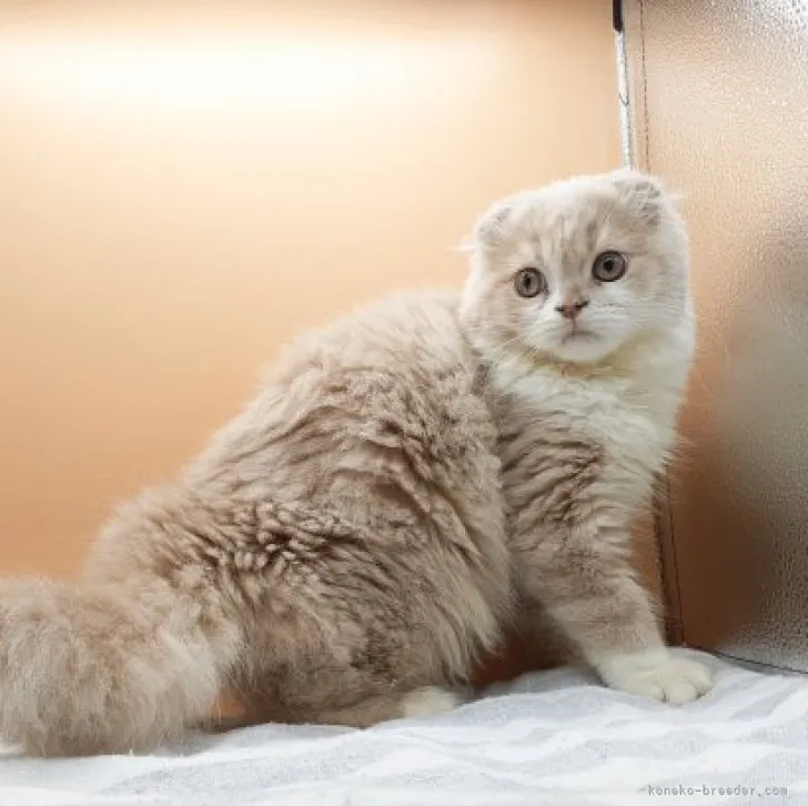 ID:2308-01562の子猫