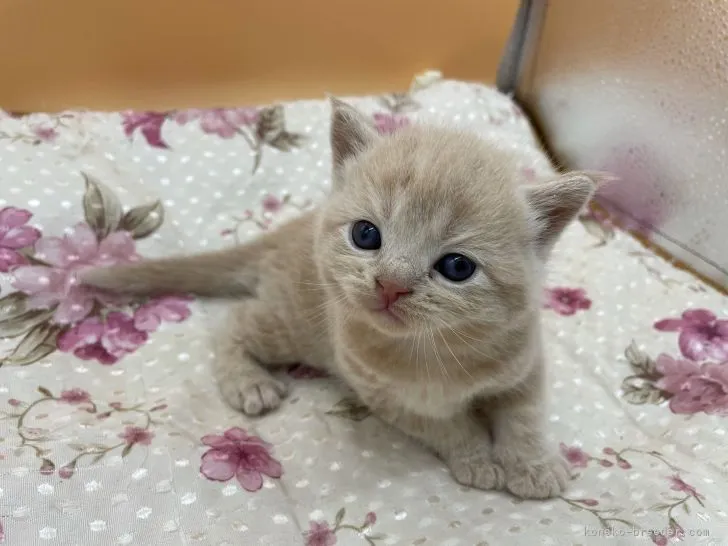 ID：2104-00496の子猫