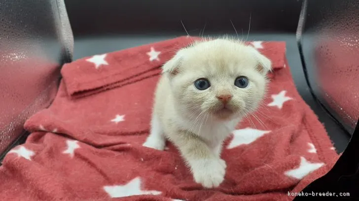 m 様のお迎えした子猫