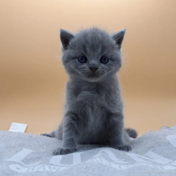 ID:2304-00695の子猫
