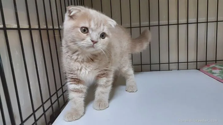 M.T 様のお迎えした子猫