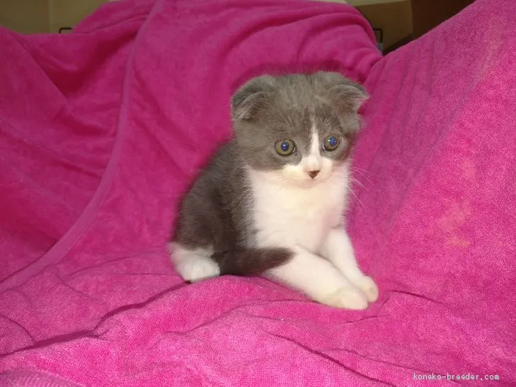 ID:2002-00841の子猫
