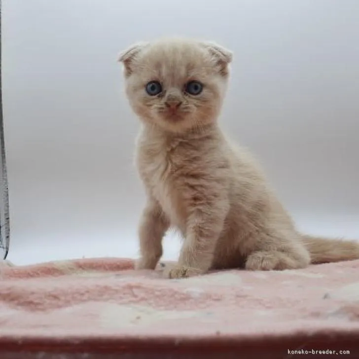 Y.S 様のお迎えした子猫