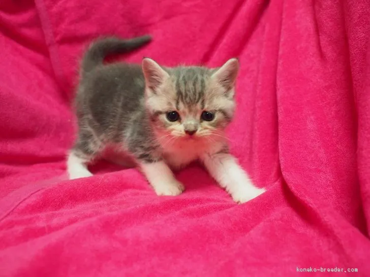 ID:1909-00093の子猫