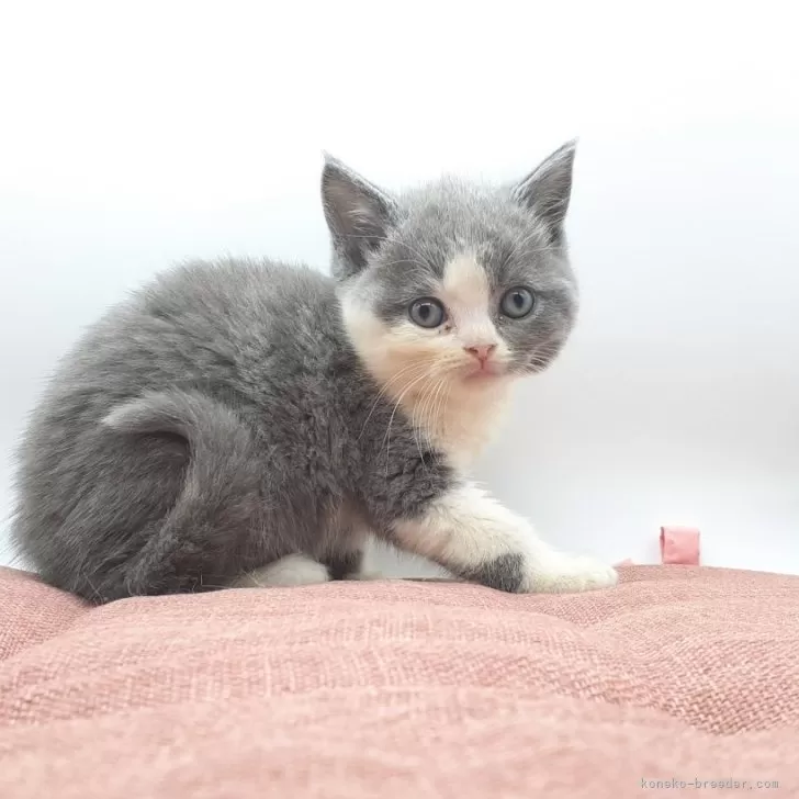 ID：2405-01316の子猫