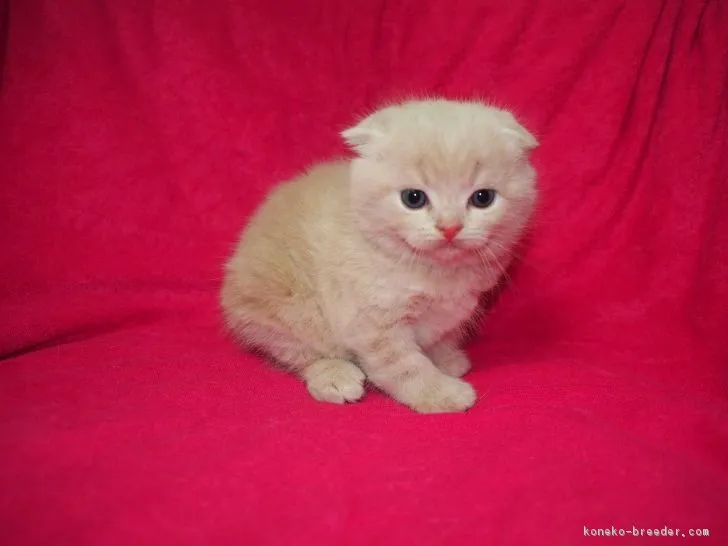 なおちこ 様のお迎えした子猫