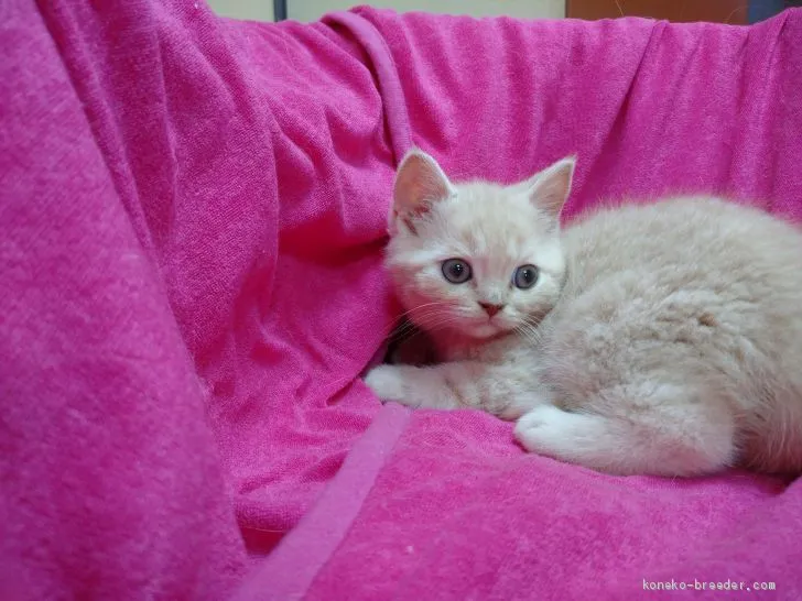 ID:2005-00072の子猫