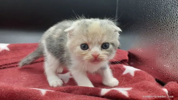 さゆにゃん 様のお迎えした子猫