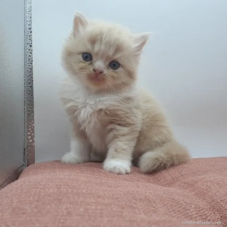 ID：2308-02652の子猫