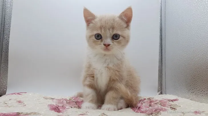 ID：2203-01123の子猫