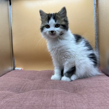 スコティッシュフォールド(立ち耳)【神奈川県・女の子・2024年3月27日・ブラウンタビー&ホワイト】の写真「元気で優しい子です」