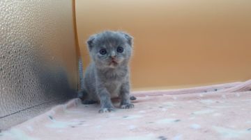 スコティッシュフォールド【神奈川県・女の子・2022年5月1日・ブルークリーム】の写真「綺麗な柄の優しい子です」