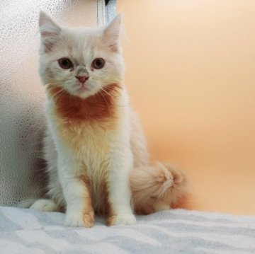 スコティッシュフォールド(立ち耳)【神奈川県・女の子・2023年3月3日・クリームタビー&ホワイト】の写真「首回りがシミが出来てますが可愛い子です。」