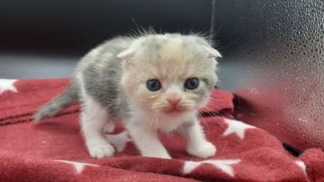スコティッシュフォールド(折れ耳)【神奈川県・女の子・2021年2月24日・ダイリュートキャリコ】の写真「まん丸顔のパステルカラーの三毛ちゃんです。」