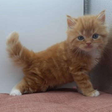 スコティッシュフォールド(立ち耳)【神奈川県・男の子・2023年7月9日・レッドタビー&ホワイト】の写真「フワモコの可愛い男の子です。」