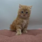 スコティッシュフォールド(立ち耳)【神奈川県・女の子・2023年7月9日・レッドタビー&ホワイト】の写真1