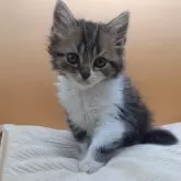 スコティッシュフォールド(立ち耳)