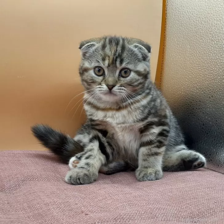 ID：2504-01027の子猫