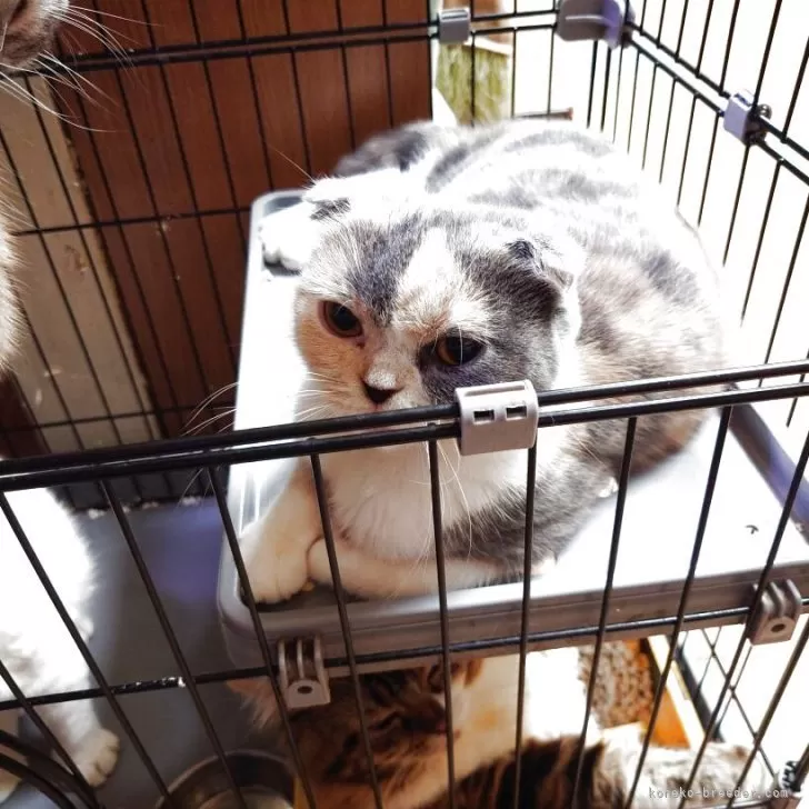 ID：2509-01218の子猫