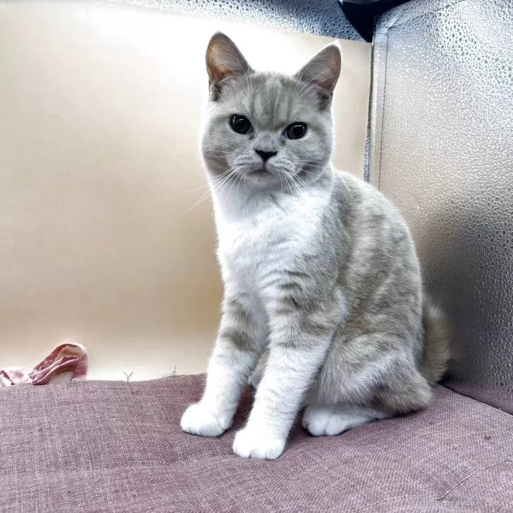 スコティッシュフォールド(立ち耳)【神奈川県・女の子・2025年1月16日・クリーム&amp;ホワイト】の写真1「体格の良い女の子」