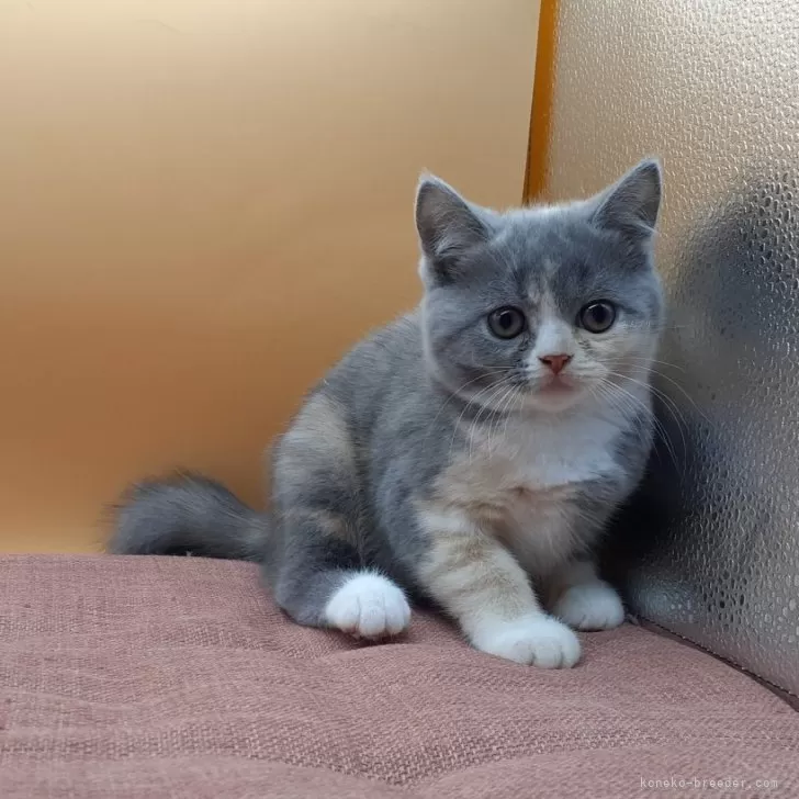 ID：2504-01019の子猫