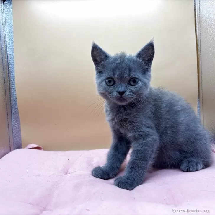 スコティッシュフォールド(立ち耳)【神奈川県・男の子・2025年5月25日・ブルー】の写真1
