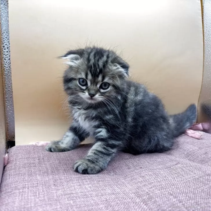 ID：2505-03744の子猫