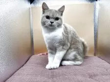 スコティッシュフォールド(立ち耳)【神奈川県・女の子・2025年1月16日・クリーム&ホワイト】の写真2