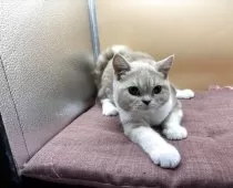 スコティッシュフォールド(立ち耳)【神奈川県・女の子・2025年1月16日・クリーム&ホワイト】の写真3