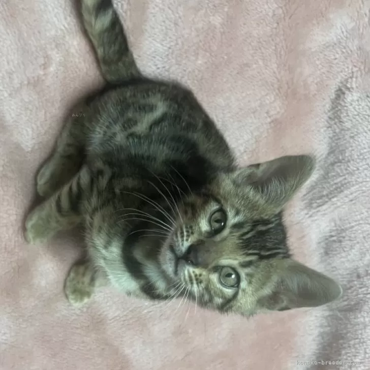 ID：2405-00855の子猫