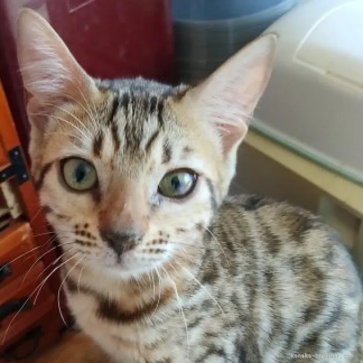 ID:2308-01736の子猫