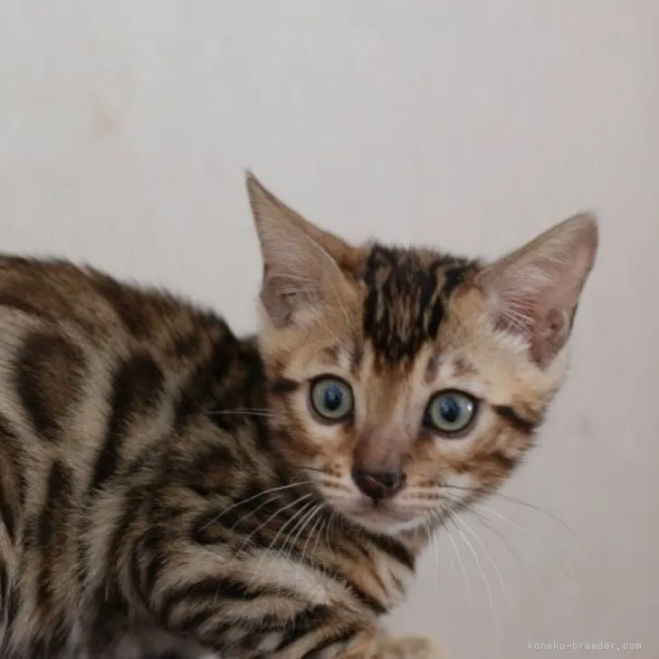 ID：2305-02534の子猫