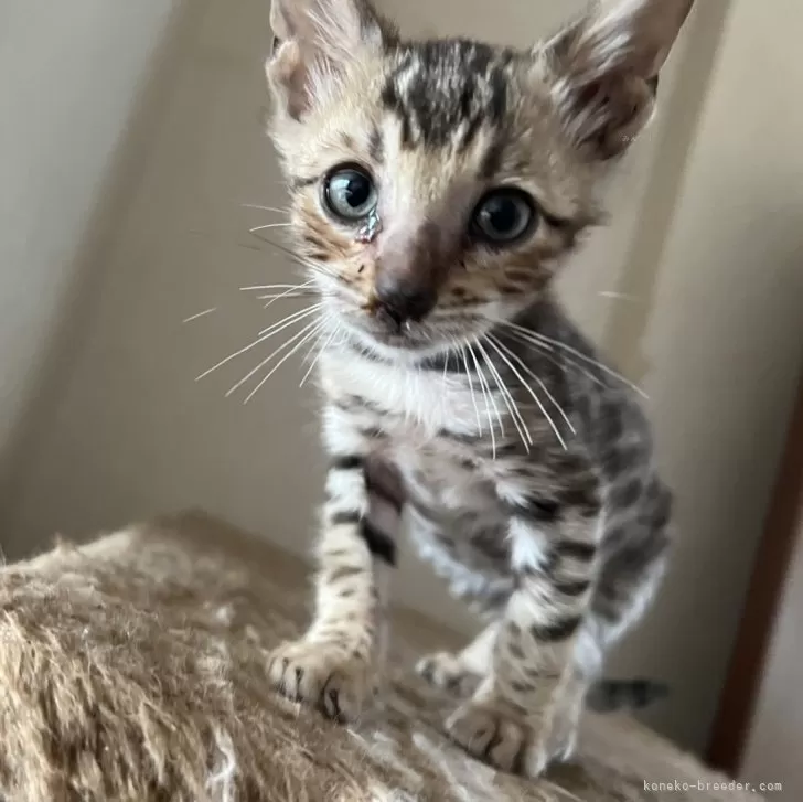 ID：2412-01333の子猫