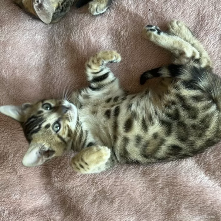 ID:2405-00318の子猫