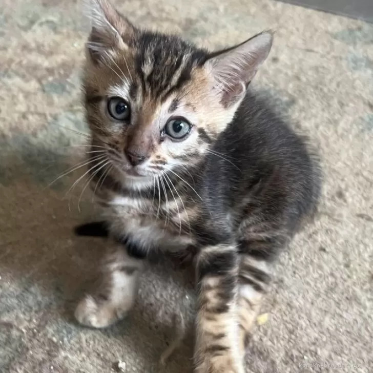ID:2407-03011の子猫