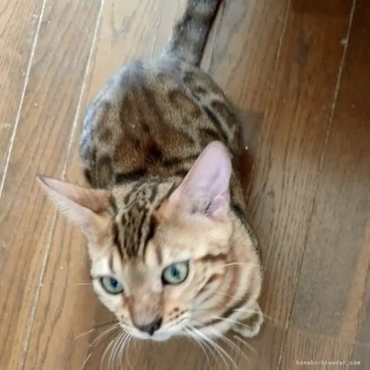 ID：2306-02063の子猫