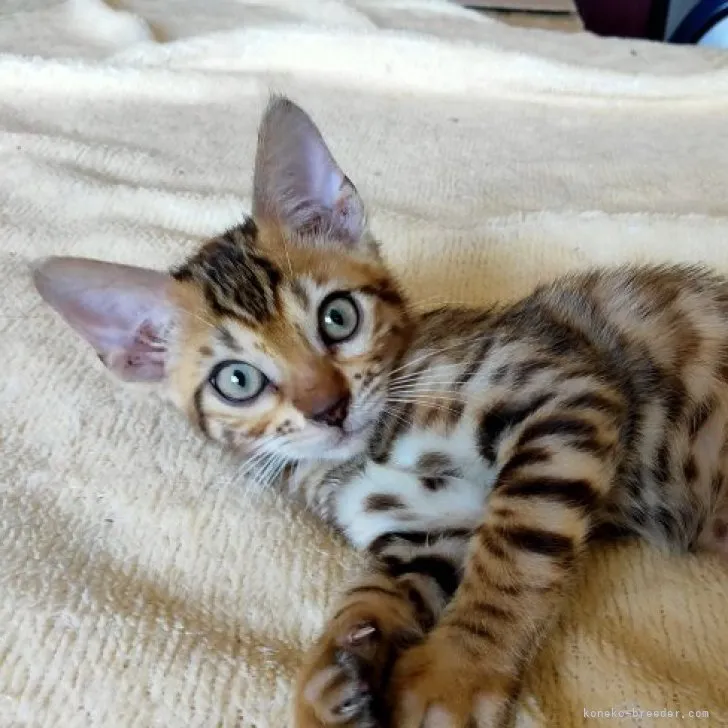ID:2306-00518の子猫