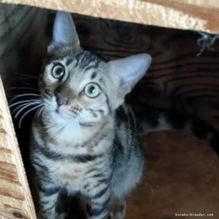 ID：2206-02153の子猫