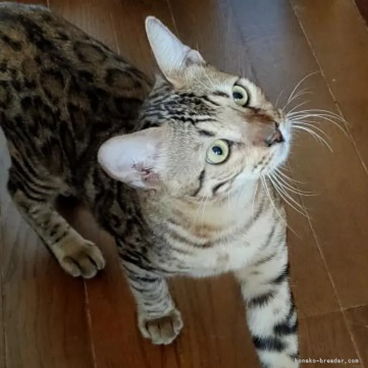 ID:2206-00016の子猫