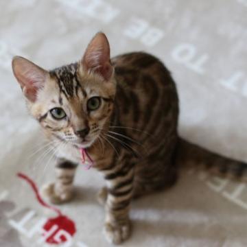 ベンガル【兵庫県・女の子・2022年3月7日・ブラウンスポデッドタビー(ロゼット)】の写真「綺麗な色合いです」