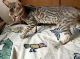 ベンガル【兵庫県・女の子・2022年4月4日・ブラウンスポデッドタビー(ロゼット)】の写真2「7月31日 撮影」