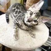 ベンガル