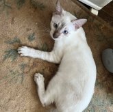 ベンガル