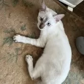 ベンガル