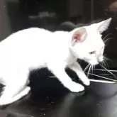ベンガル